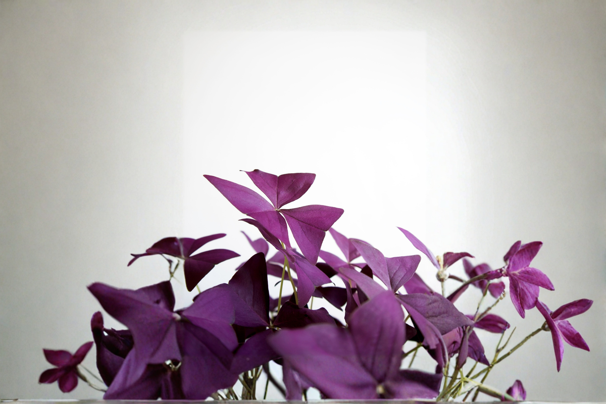 Purple Shamrock Live Plant in 4-Inch Pot – Oxalis triangularis Houseplant