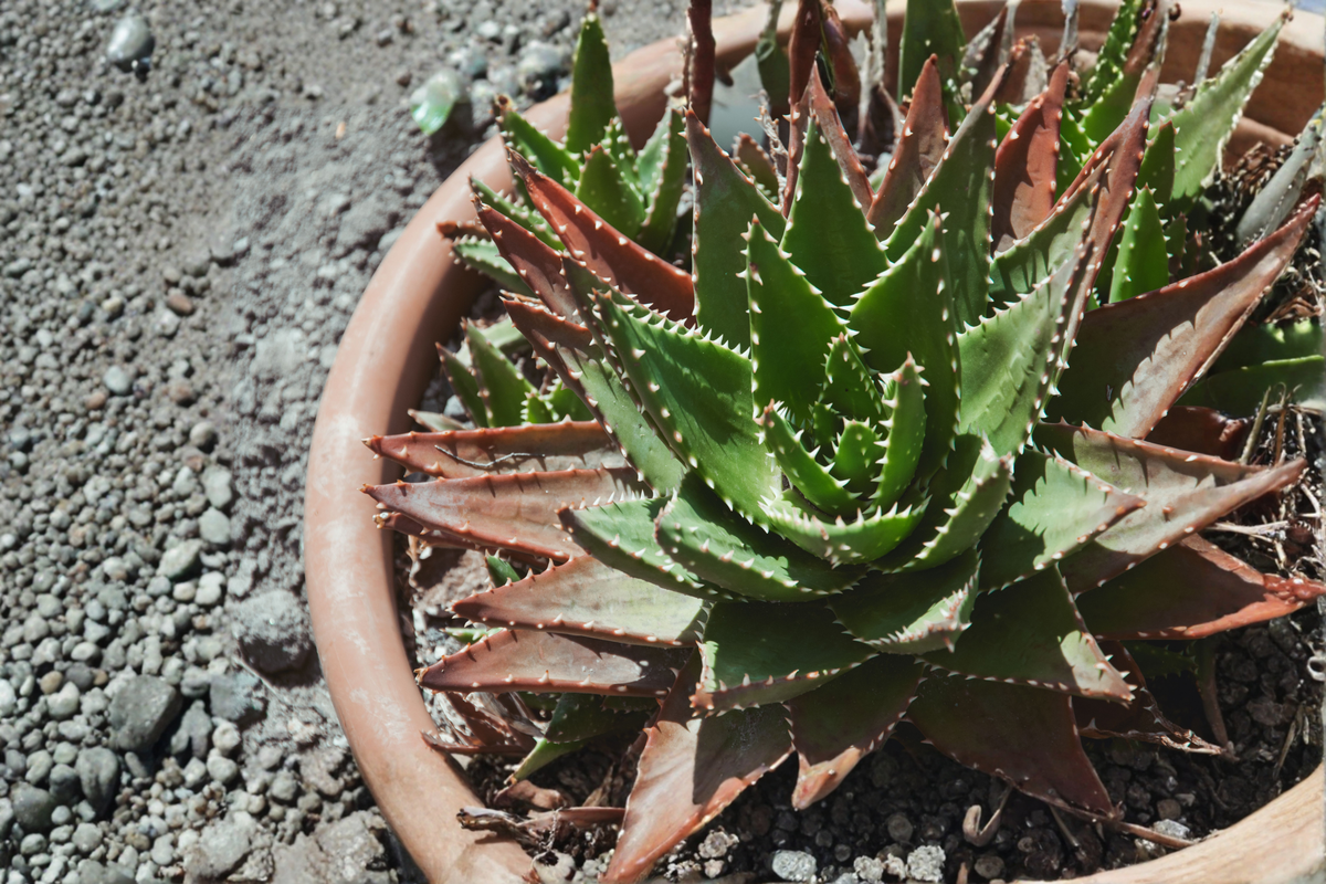 Aloe cameronii 2 Fresh Cuttings – Red Aloe Succulent