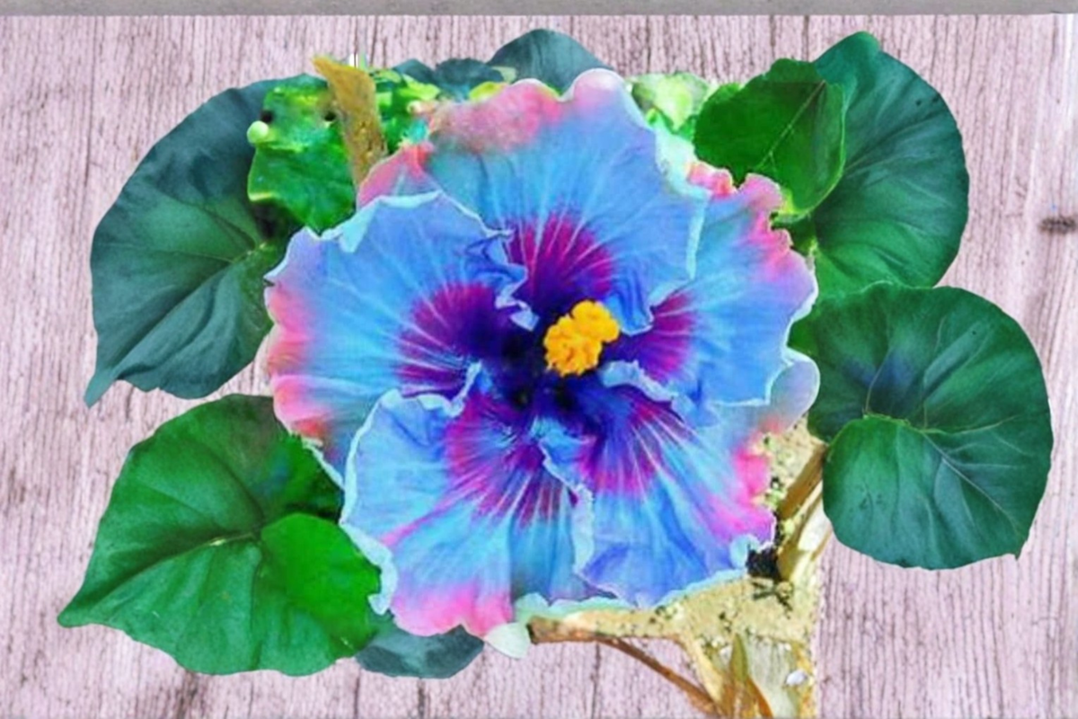 Dark Purple Giant Hibiscus Seeds Tropical Flower Plant 10 Seeds for Indoor Pot and Outdoor Garden Growing
