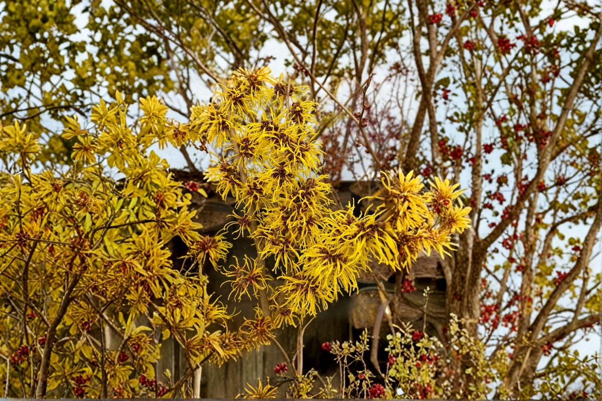Bare Root Bernstein Witch Hazel Shrub – Hamamelis intermedia ‘Bernstein’ – Winter Flowering Deciduous Plant