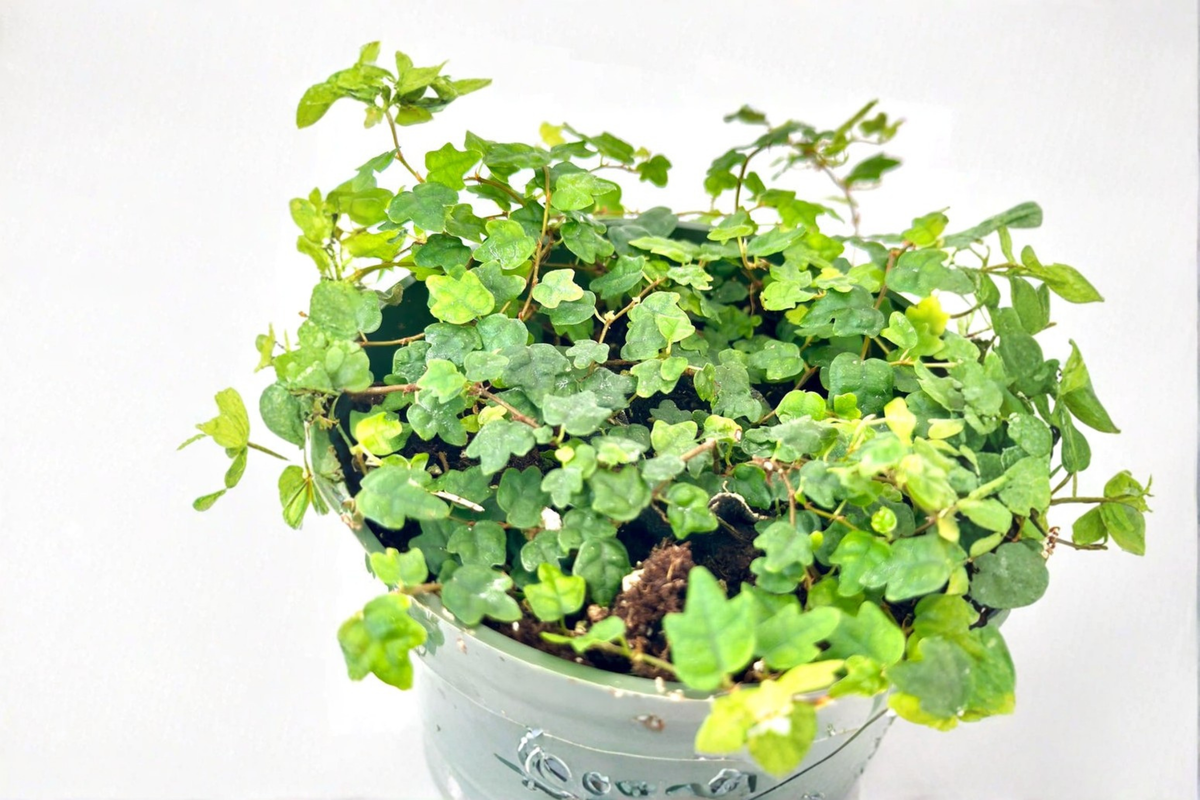 String of Frogs Plant, 4-Inch Pot, Ficus pumila ‘Quercifolia’, Trailing Houseplant, Indoor Decorative Plant