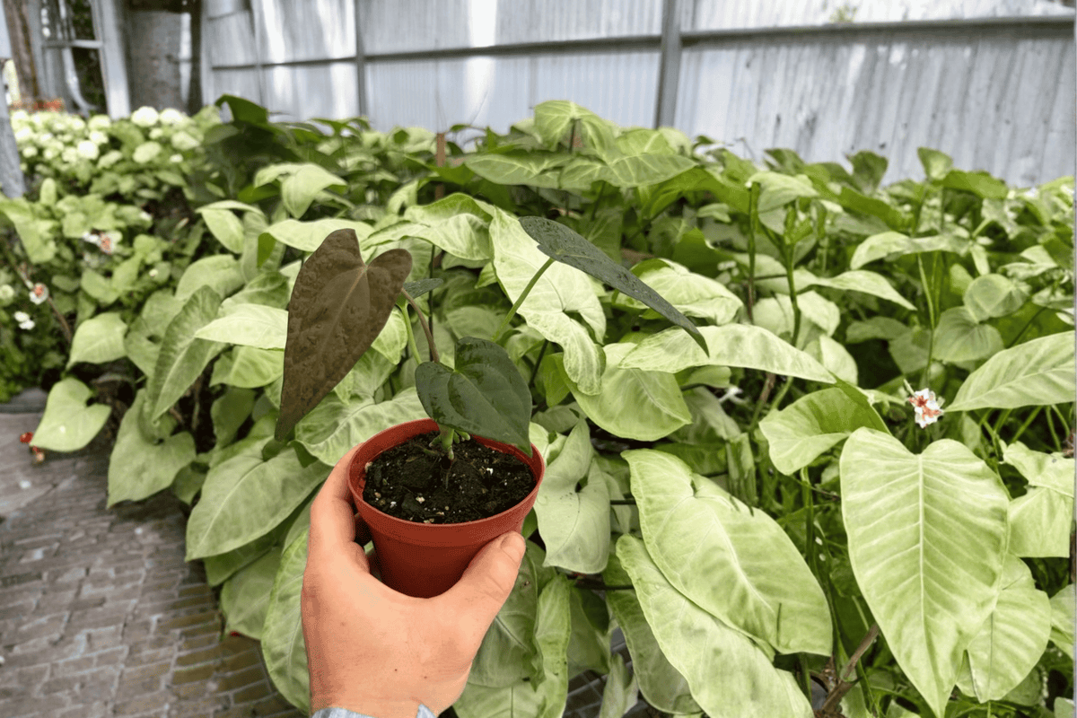 Anthurium Fort Sherman × Dark Silver 2 Exact Live Plants – Anthurium Hybrid 4” Size Bare Root