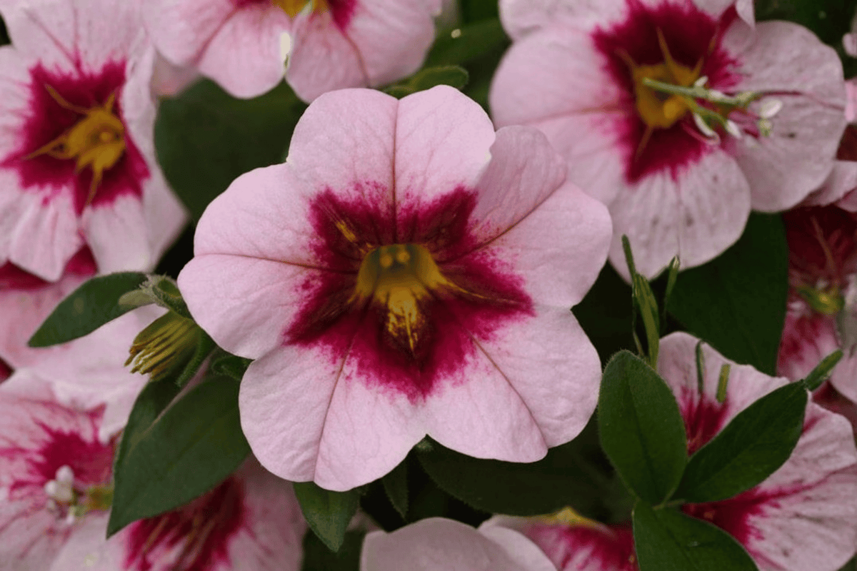 MiniFamous Uno Pink Strike Million Bells 1 Live Plant – 4-Inch Pot – Calibrachoa