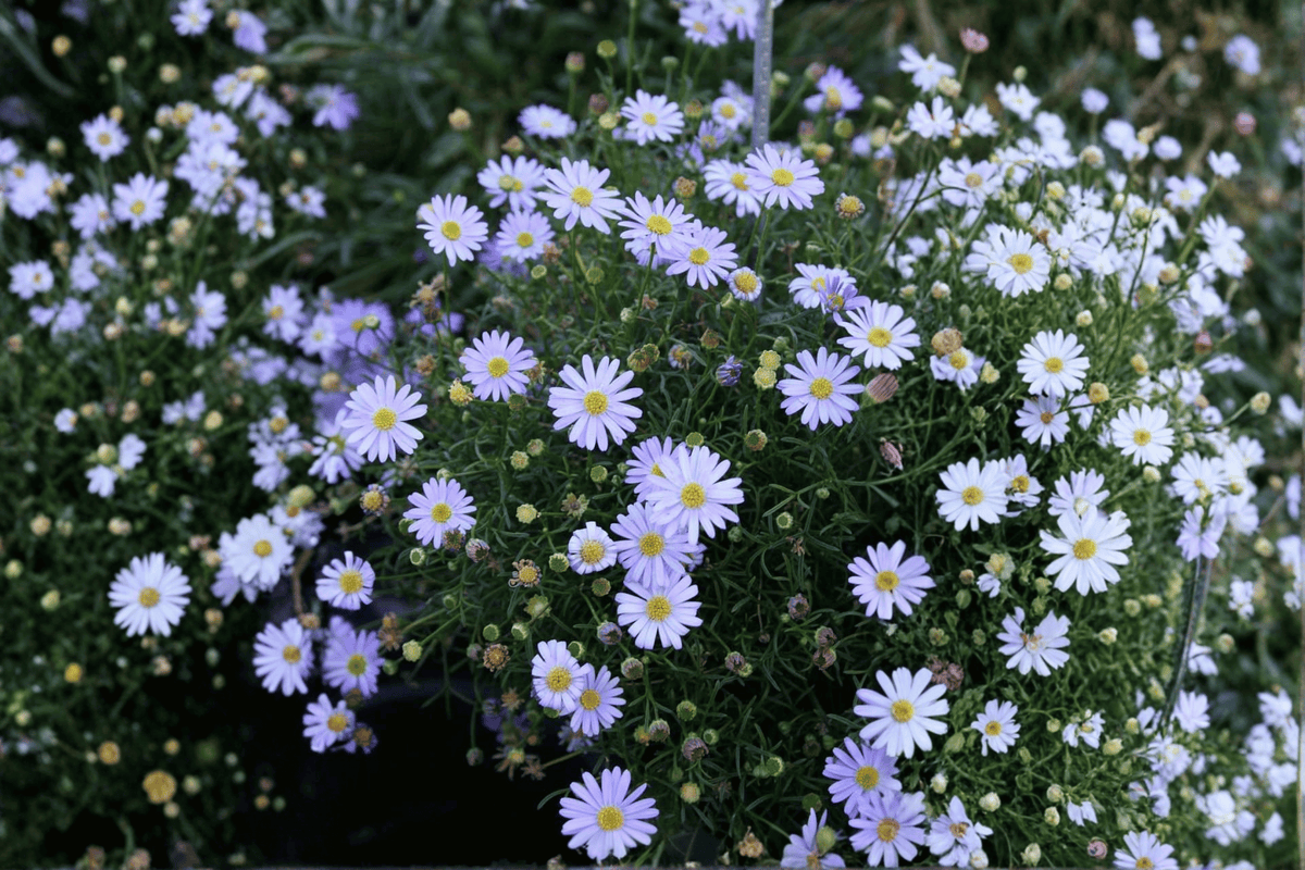 Surdaisy Mauve Swan River Daisy 1 Live Plant – 4-Inch Pot – Brachyscome ‘Mauve’
