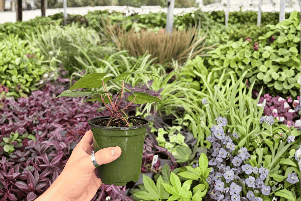 Anthurium Papi x Blue Papi 2 Exact Live Plants – 4-Inch Pots