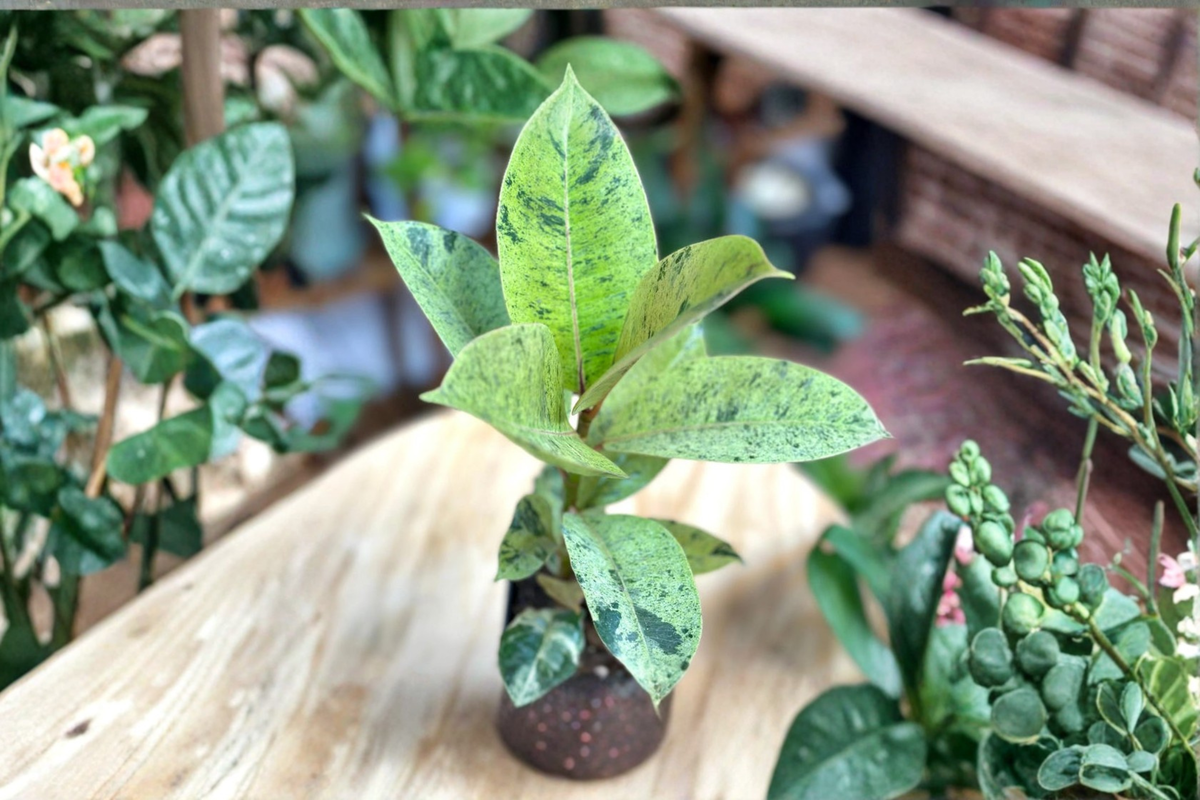 Ficus elastica 'Shivereana Moonshine' Variegated Rubber Plant – Indoor Tropical Houseplant, Rare Green and Cream Foliage