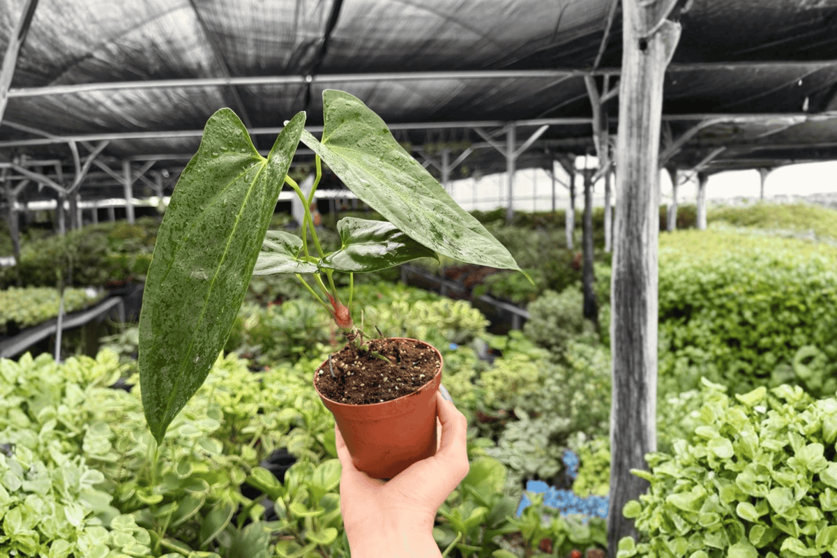 Anthurium Hoffmannii x Red Gunsal 2 Exact Live Plants – 4-Inch Pots – Anthurium Hybrid