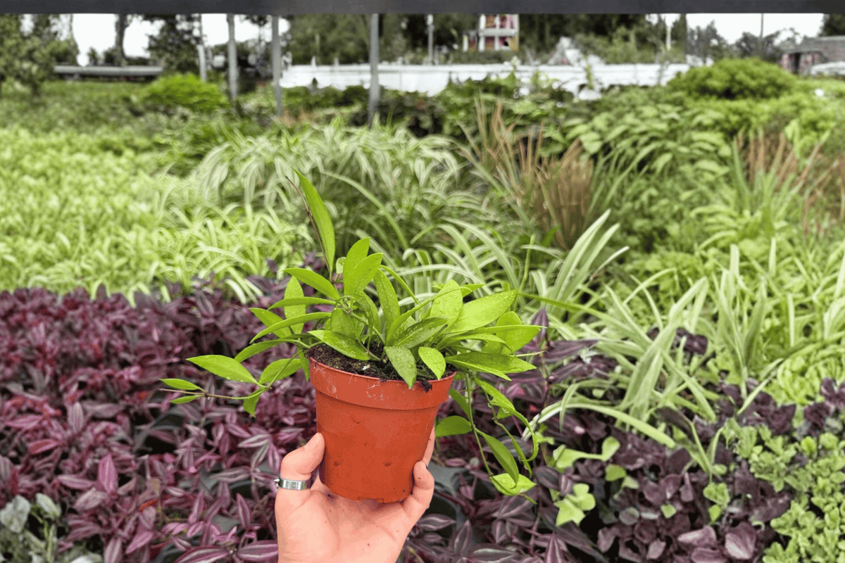 Hoya Gracilis 2 Exact Live Plants – Hoya gracilis Specific 4” Size Bare Root