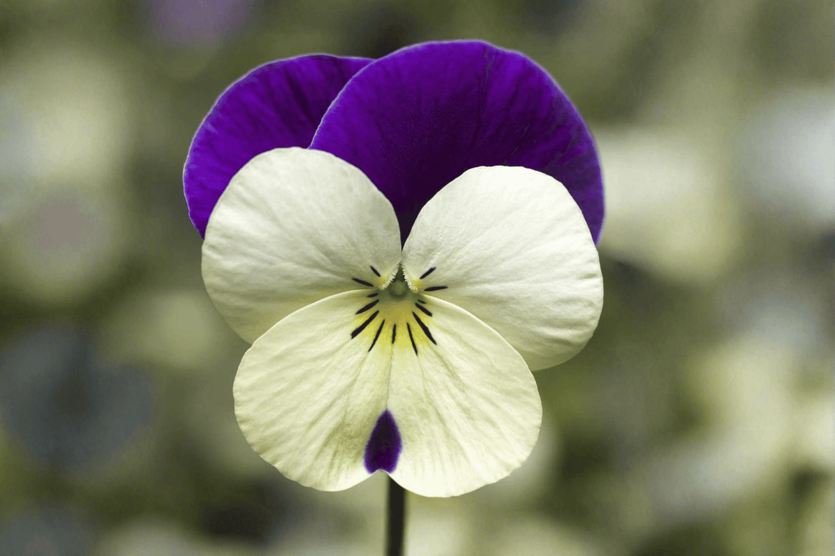 Penny White Jump-Up Horned Violet Live Plant – 4-Inch Pot – Viola cornuta 'Penny White Jump-Up'