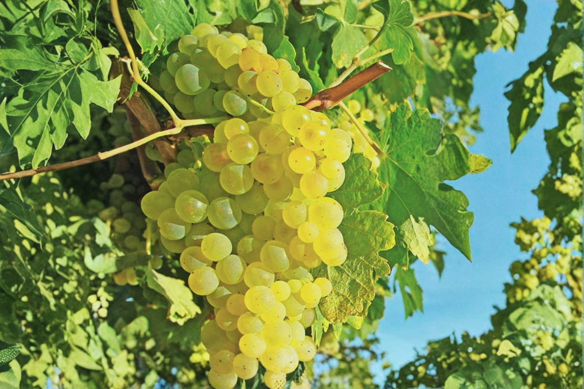 Himrod Seedless Grape Vine Live Plant, 2-Gallon Container, Sweet White Table Grape, Climbing Vine for Garden Trellis, Vineyard