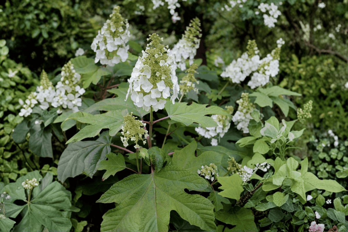 Alice Oakleaf Hydrangea – 1 Live Shrub, 3-Gallon Size, 12-Inch Measurement – Hydrangea quercifolia ‘Alice’