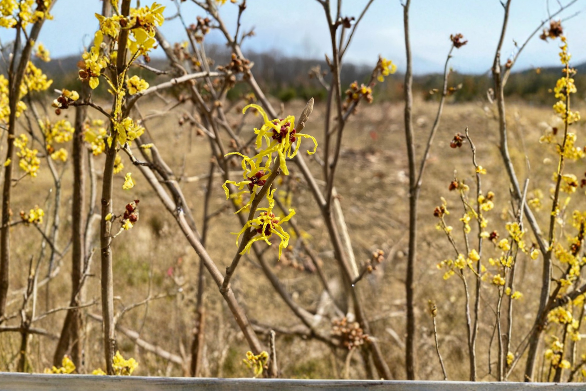 Heinrich Bruns Witch Hazel Live Plant Bare Root 24 Inch Tall – Hamamelis intermedia Winter Flowering Shrub