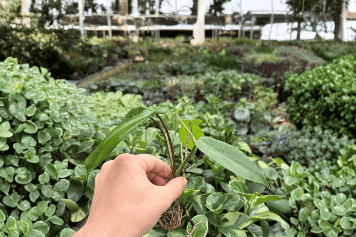 Philodendron Florida Beauty Green – 2 Exact Live Starter Plants, 2-Inch Size – Philodendron Hybrid