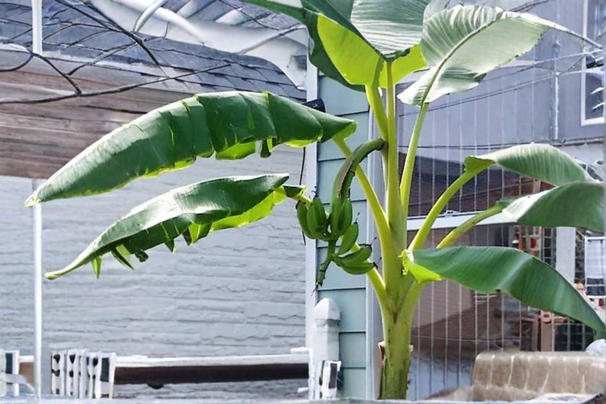 Ice Cream (Blue Java) Banana Live Well-Rooted Starter Plant – Musa 'Blue Java'