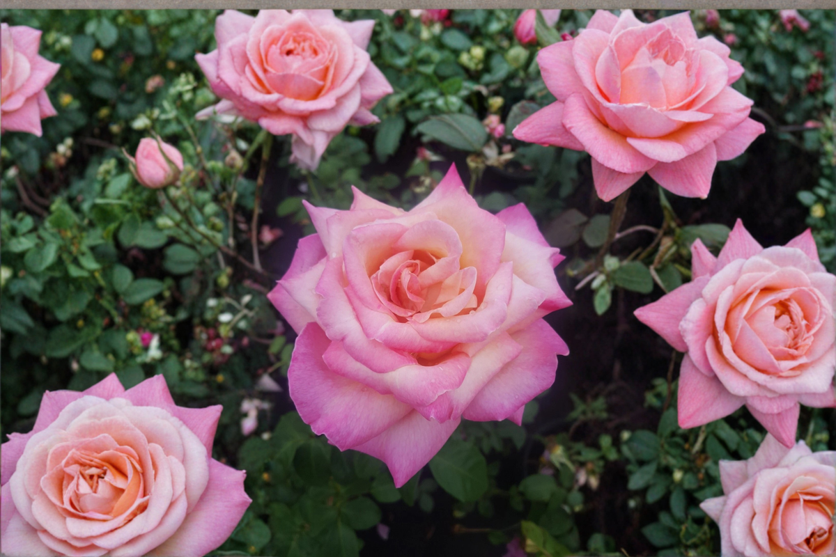 Kordes Perfecta Rose Plant 1 Gal Live Hybrid Tea Bush, Everblooming Cream Pink Rose for Garden Landscape