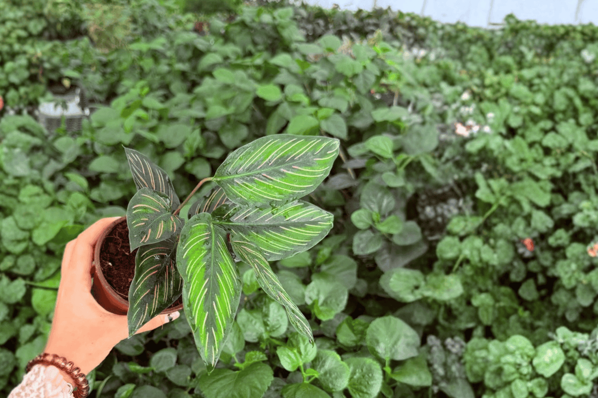 Calathea Beauty Star 2 Exact Live Plants – 4-Inch Pots – Goeppertia ornata ‘Beauty Star’