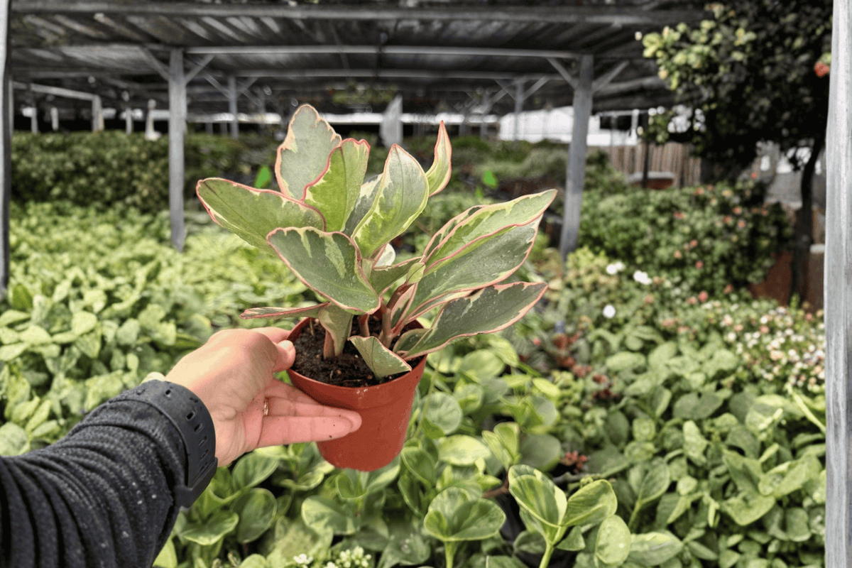 Peperomia ‘Ginny’ 2 Exact Live Plants – Specific 4-Inch Pots – Peperomia clusiifolia