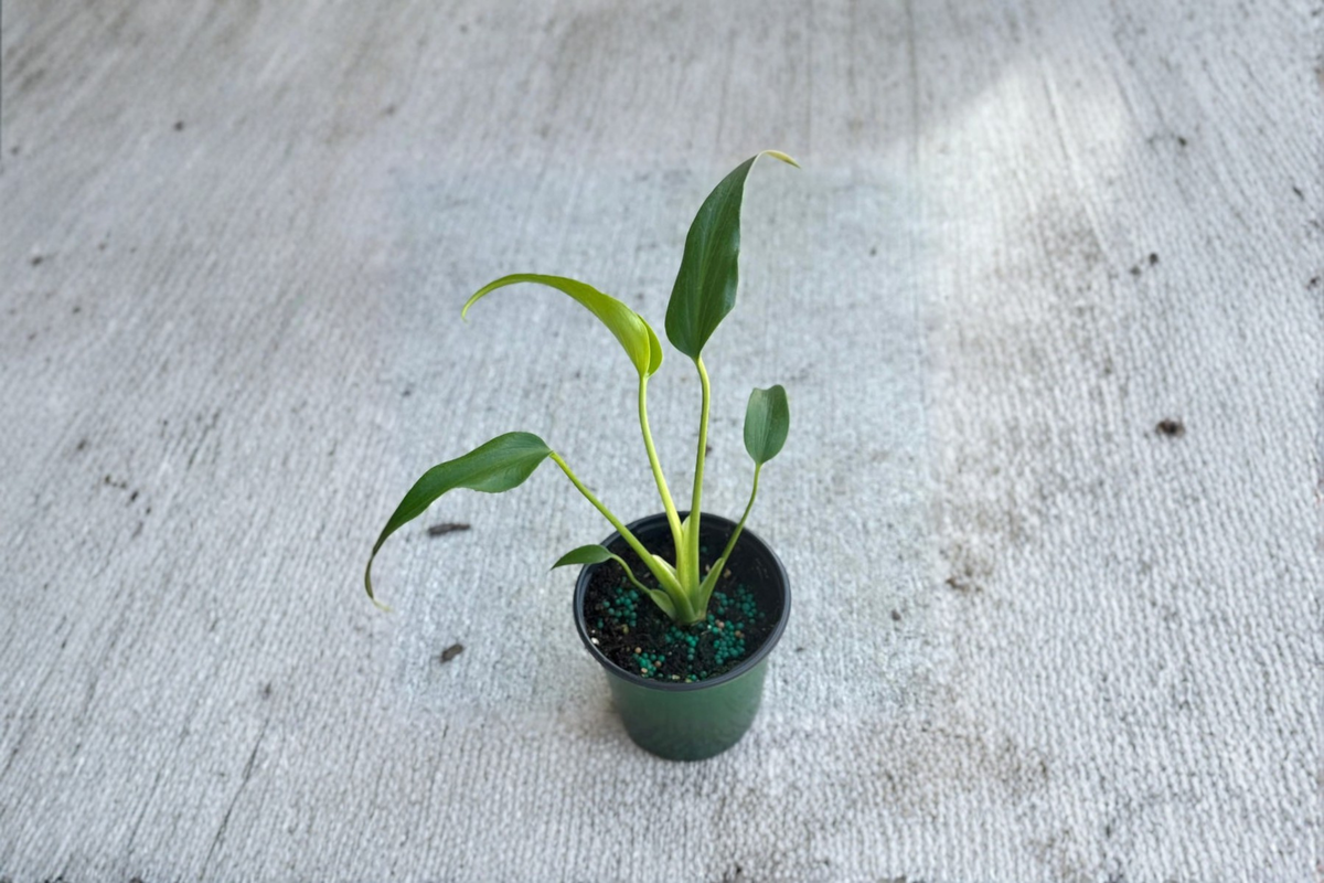 Monstera Burle Marx Flame Live Plant Rare Tropical Indoor Houseplant Rooted Starter Plant Gift
