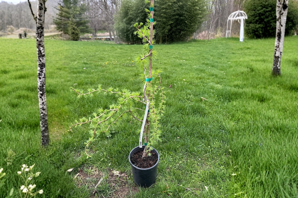 European Larch Bonsai Tree 18” Tall – Larix decidua ‘Horstmann’s Recurved’ Dwarf Conifer in 1 Gallon Pot