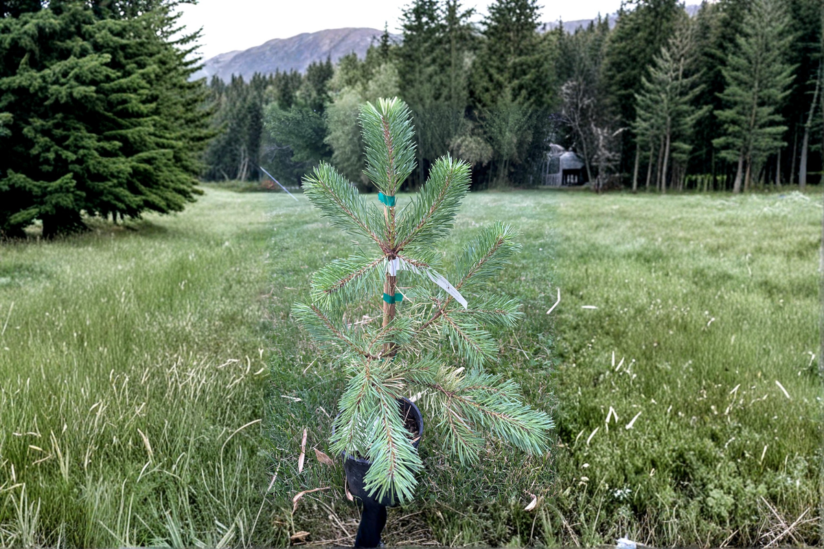 Buchanan’s Gold Scots Pine Live Plant 1 Gallon Pot, Golden Evergreen Conifer, Cold Hardy Landscape Tree, Pinus sylvestris