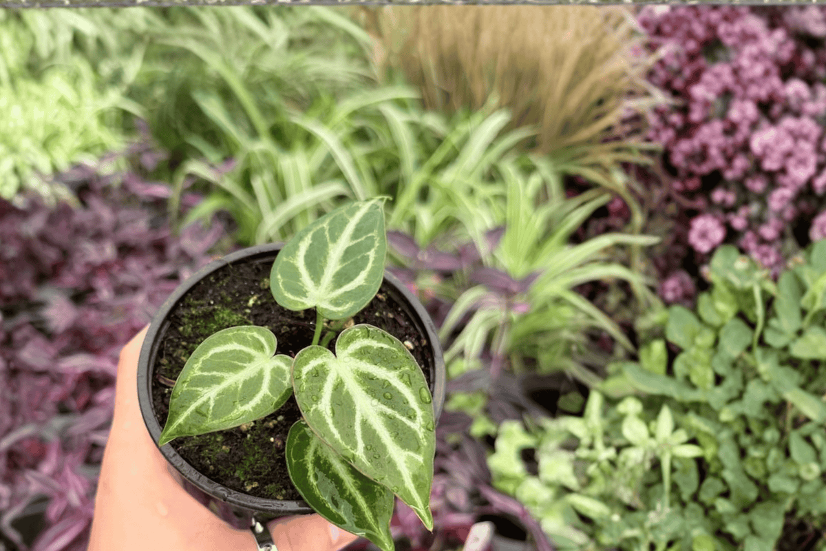 Anthurium Silver Hope x Hoffmanii 2 Exact Live Plants – 4-Inch Pots