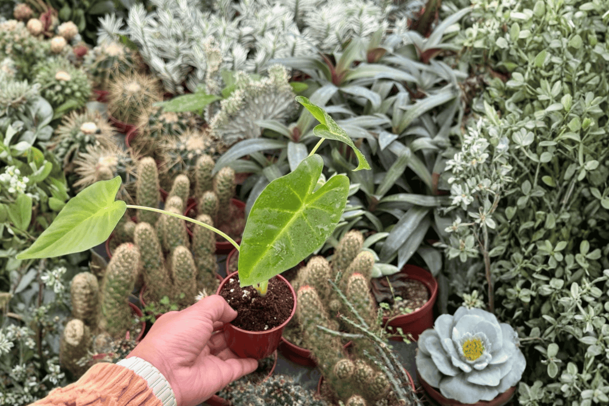 Alocasia Lutea 2 Live Starter Plants – 2-Inch Nursery Size – Alocasia macrorrhizos ‘Lutea’