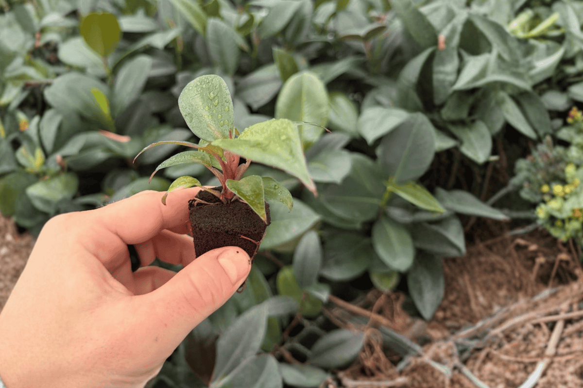 Philodendron Red Heart 2 Exact Live Plants – Philodendron ‘Red Heart’ Specific 4” Size Bare Root