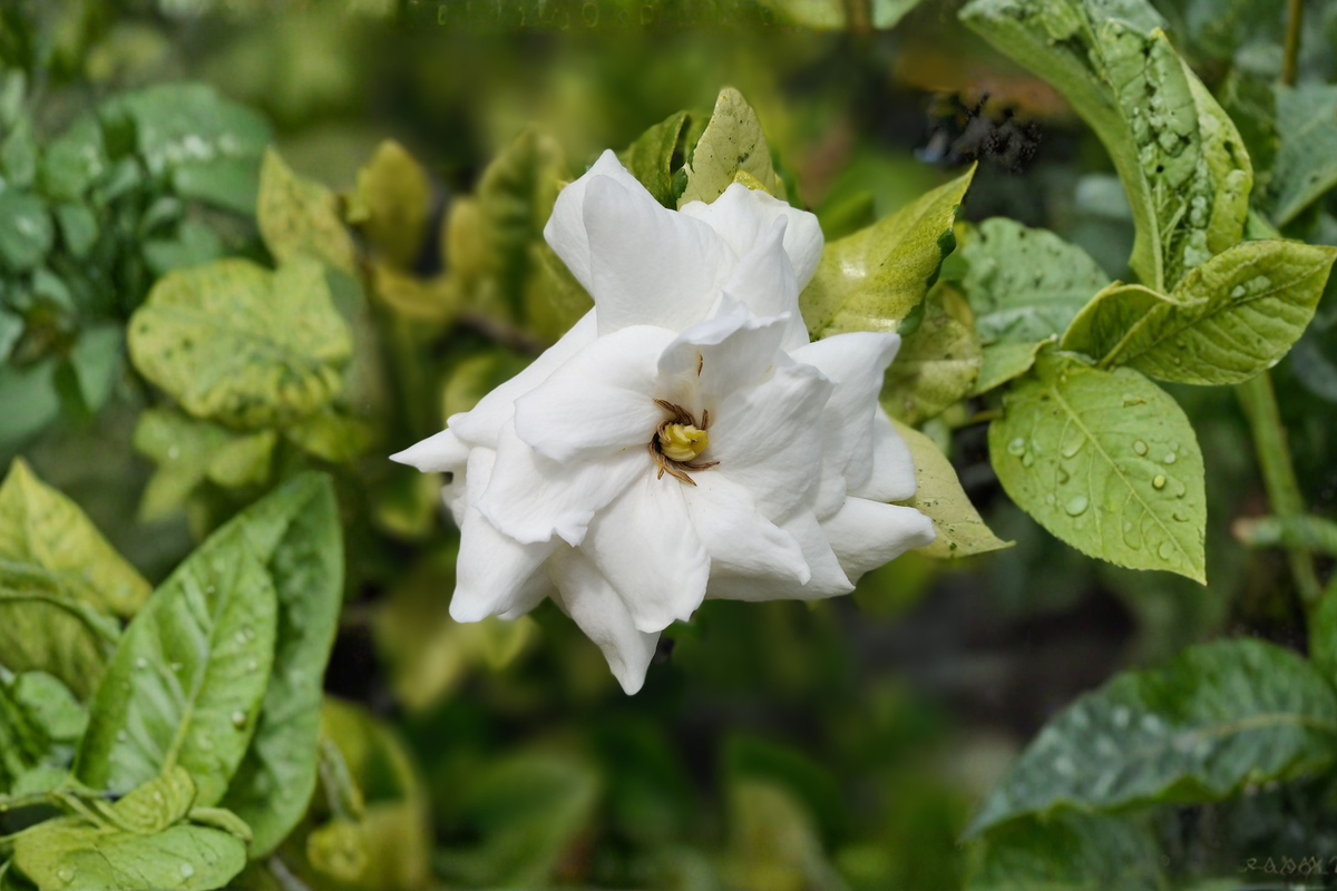 Dwarf Radicans Gardenia Live Starter Plant – Gardenia jasminoides 'Radicans'
