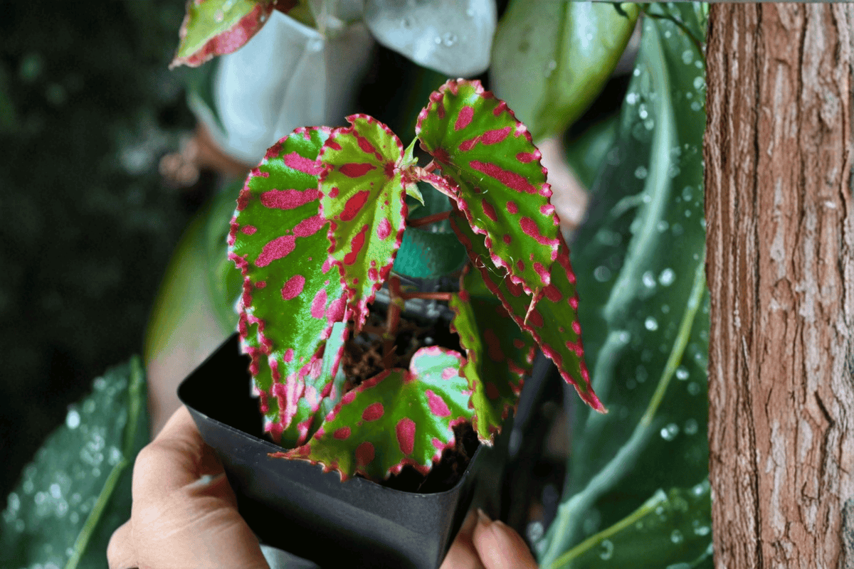 Begonia 'Pink Lava' Tissue Culture Plant – 2 Plants Bare Root – Begonia Hybrid