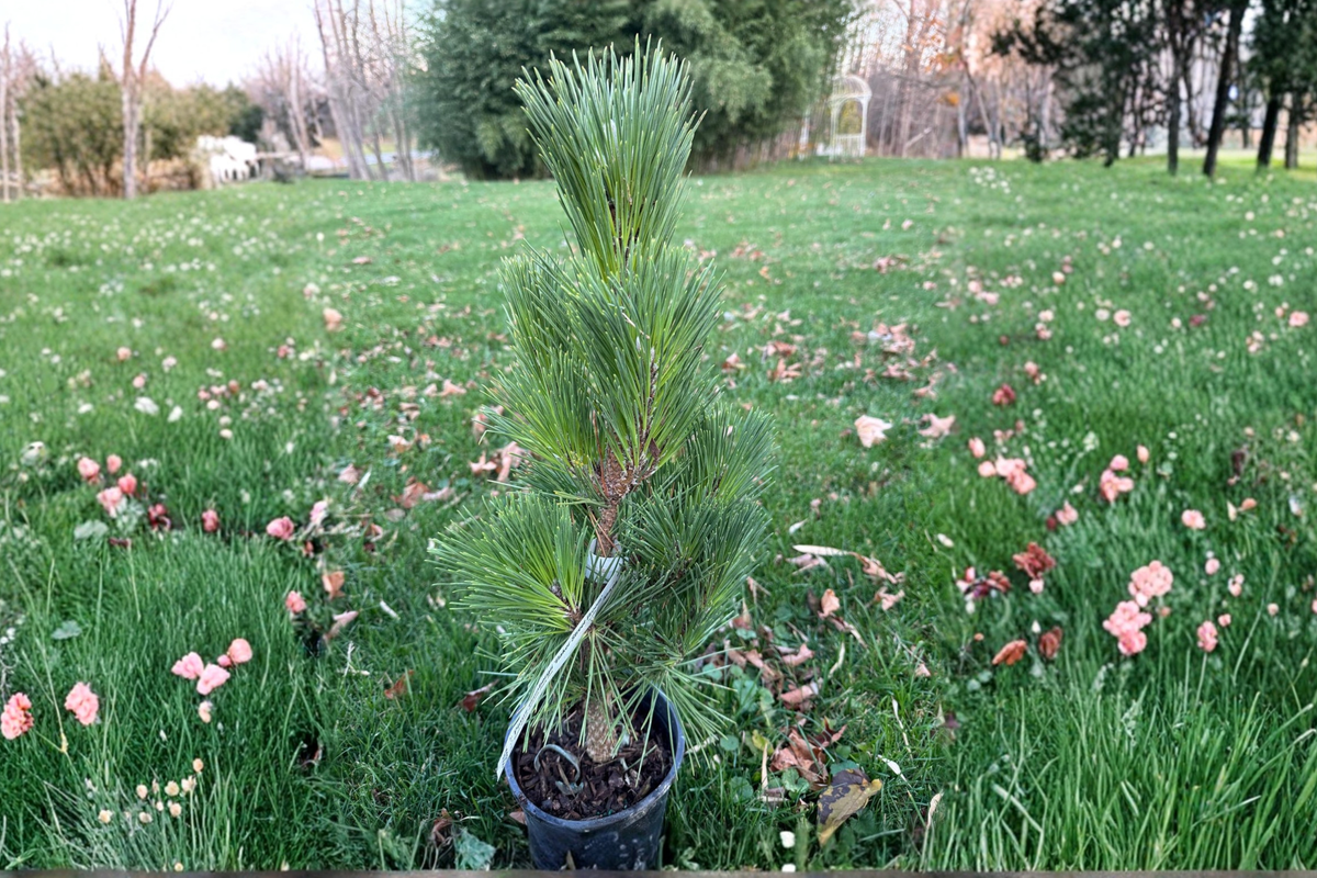 Baker Street Broom Japanese Black Pine Live Plant 12 Inches Dwarf Evergreen Bonsai Conifer Pinus thunbergii