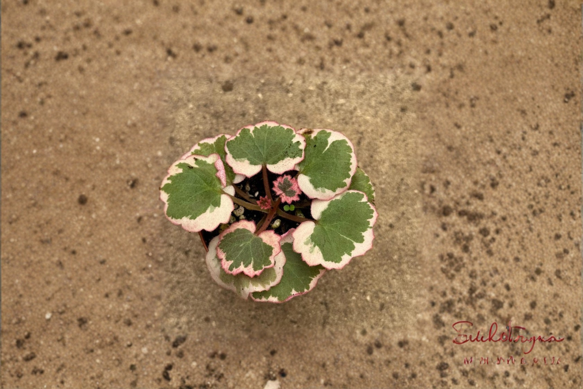 Strawberry Begonia Live Plant Saxifraga Indoor Houseplant Red Pink Foliage Plant in 2 Inch Pot Gift