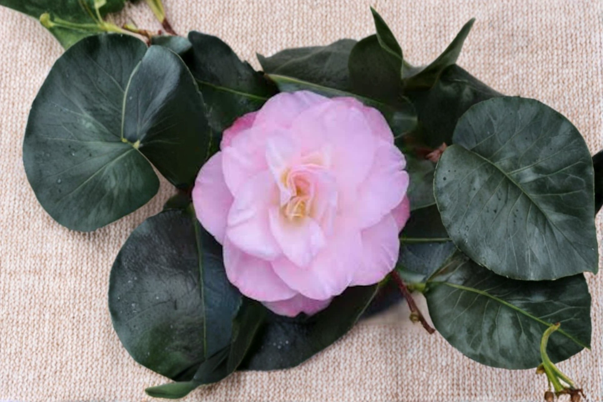 Camellia japonica ‘Dr. Tinsley’ Live Plant 1 Gallon Pot – Japanese Camellia Pink Flower Evergreen Shrub Garden Plant
