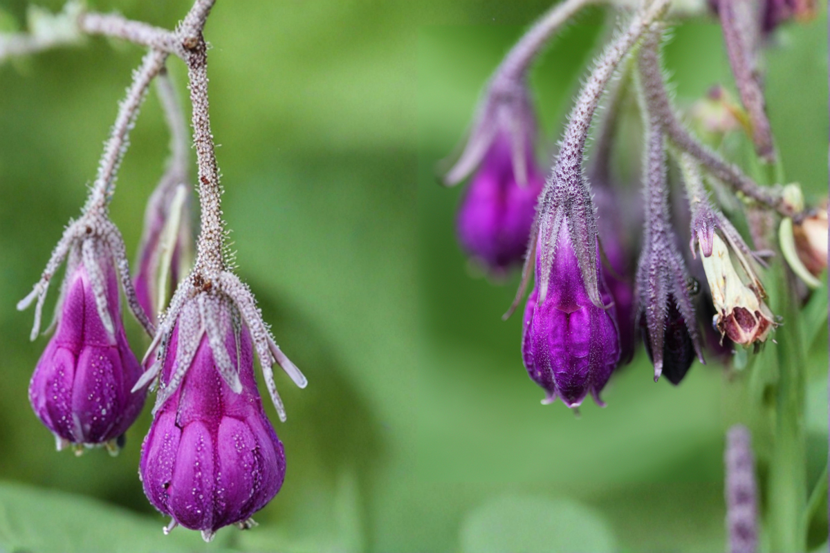 Russian Comfrey Bocking 4 Live Root Cuttings – 3 Count – Symphytum × uplandicum