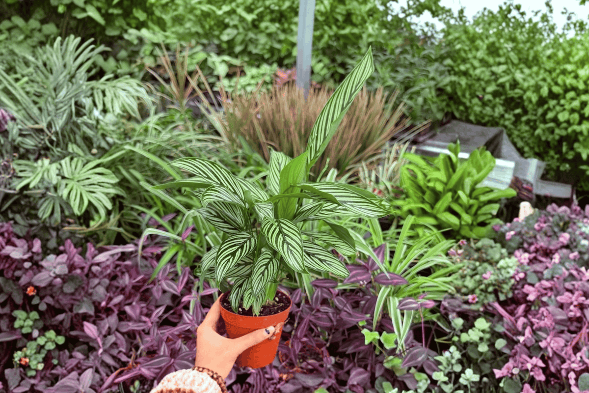 Calathea Vittata 2 Exact Live Plants – 4-Inch Pots – Goeppertia elliptica ‘Vittata’