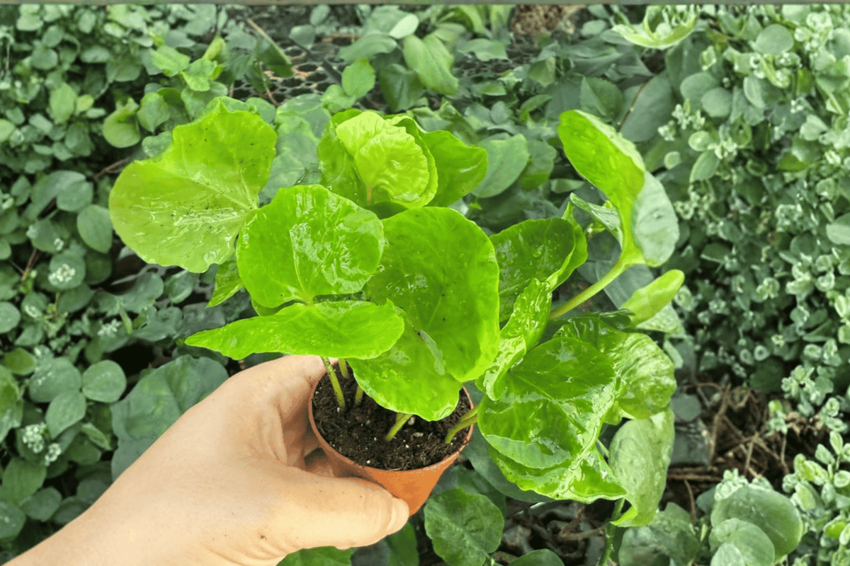 Arabica Coffee 2 Live Starter Plants – 2-Inch Nursery Size – Coffea arabica