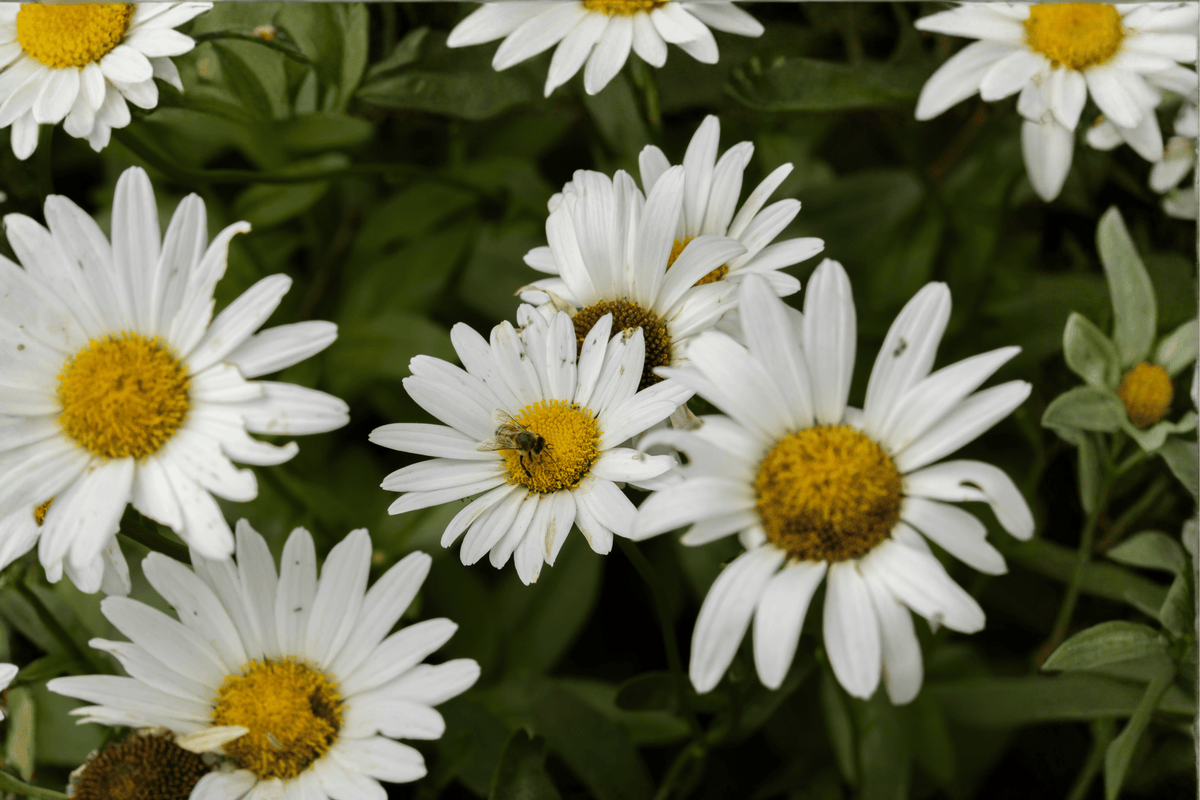 Daisy May Shasta Daisy – 1 Live Plant, 1-Gallon Size – Leucanthemum × superbum ‘Daisy May’