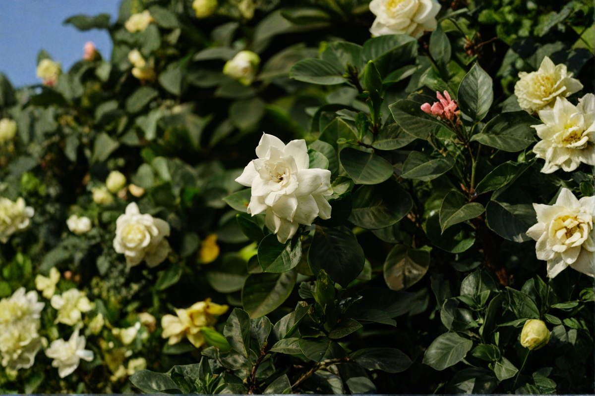 Veitchii Gardenia Live Starter Plant – Gardenia jasminoides – Double White Fragrant Flowers