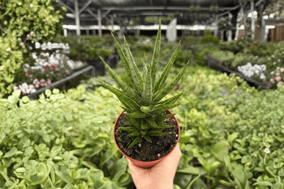 Sansevieria Francisii 2 Exact Live Plants – 4-Inch Pots – Dracaena francisii