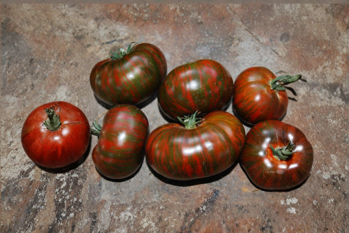 Chocolate Stripe Tomato Seeds – Heirloom Solanum lycopersicum Mahogany Red Striped 10 Seeds