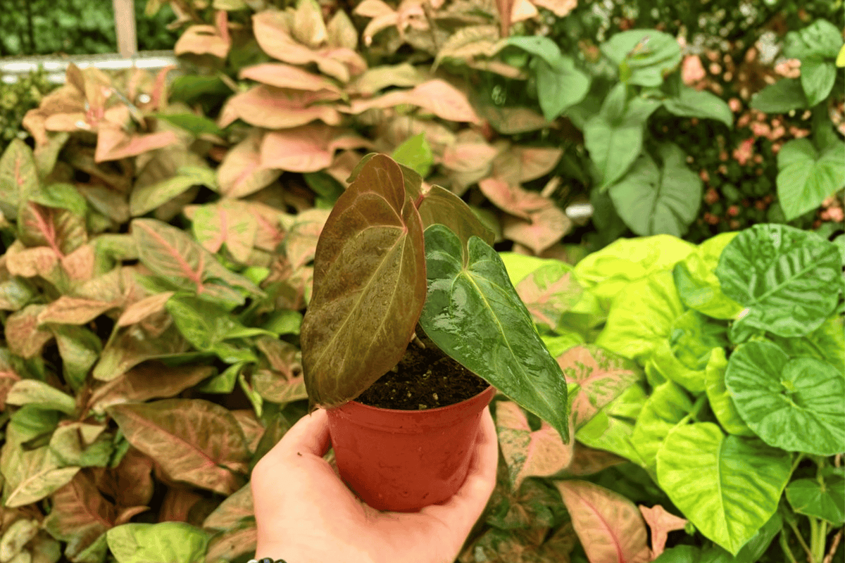 Anthurium Fort Sherman × Blue Papi – 2 Exact Live Plants, 4-Inch Size – Anthurium Hybrid