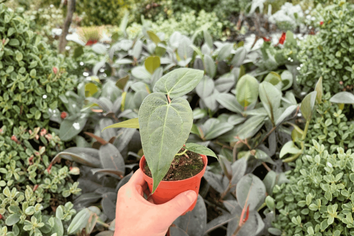 Anthurium Xone × Papi Red Sinus 2 Exact Live Plants – Anthurium Hybrid 4” Size Bare Root