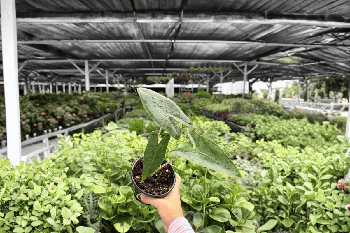 Alocasia Zebrina 2 Exact Live Plants – Alocasia zebrina Specific 4” Size Bare Root