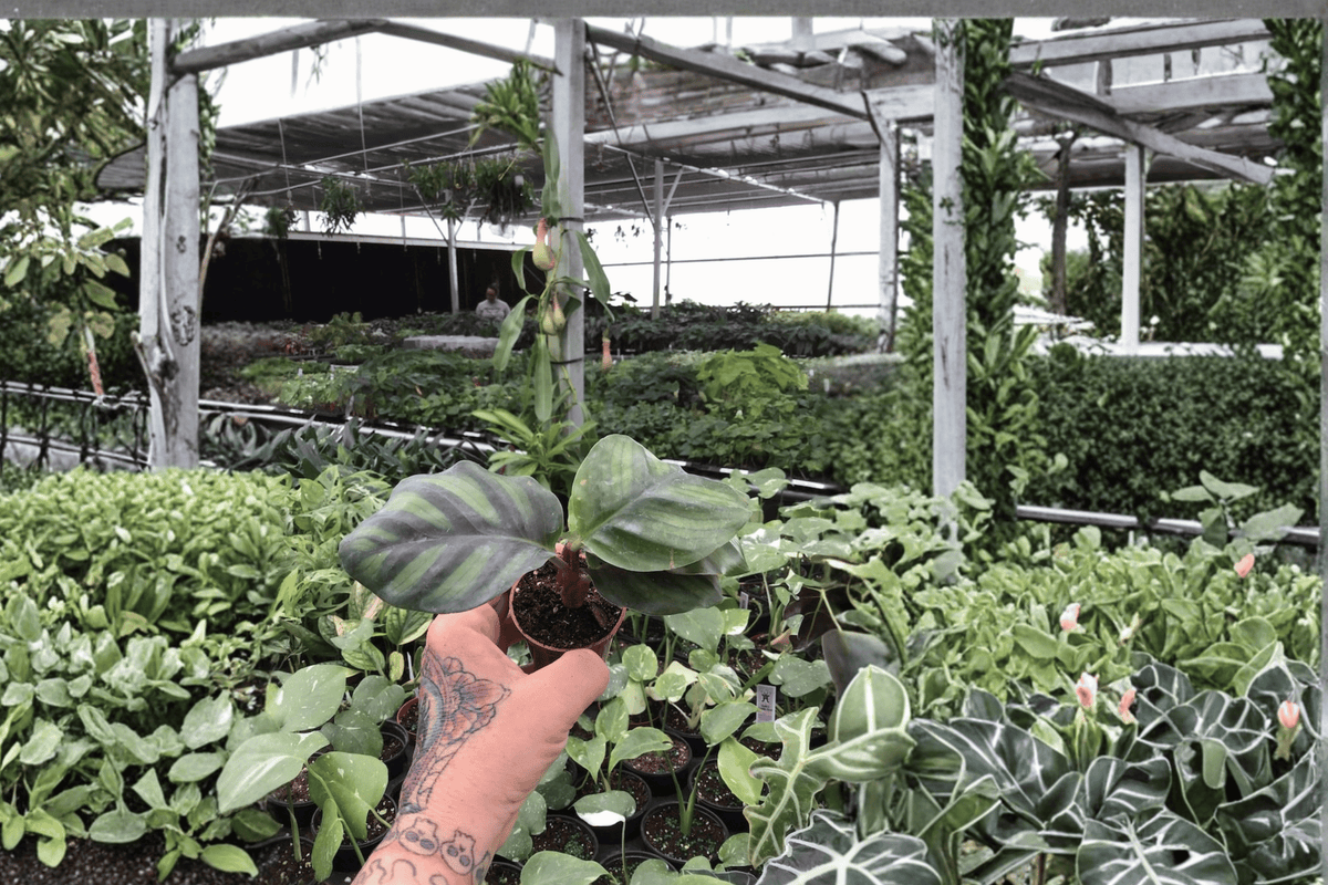 2 Calathea fasciata 'Rotundifolia' Starter Plants – Bare Root Live Calathea