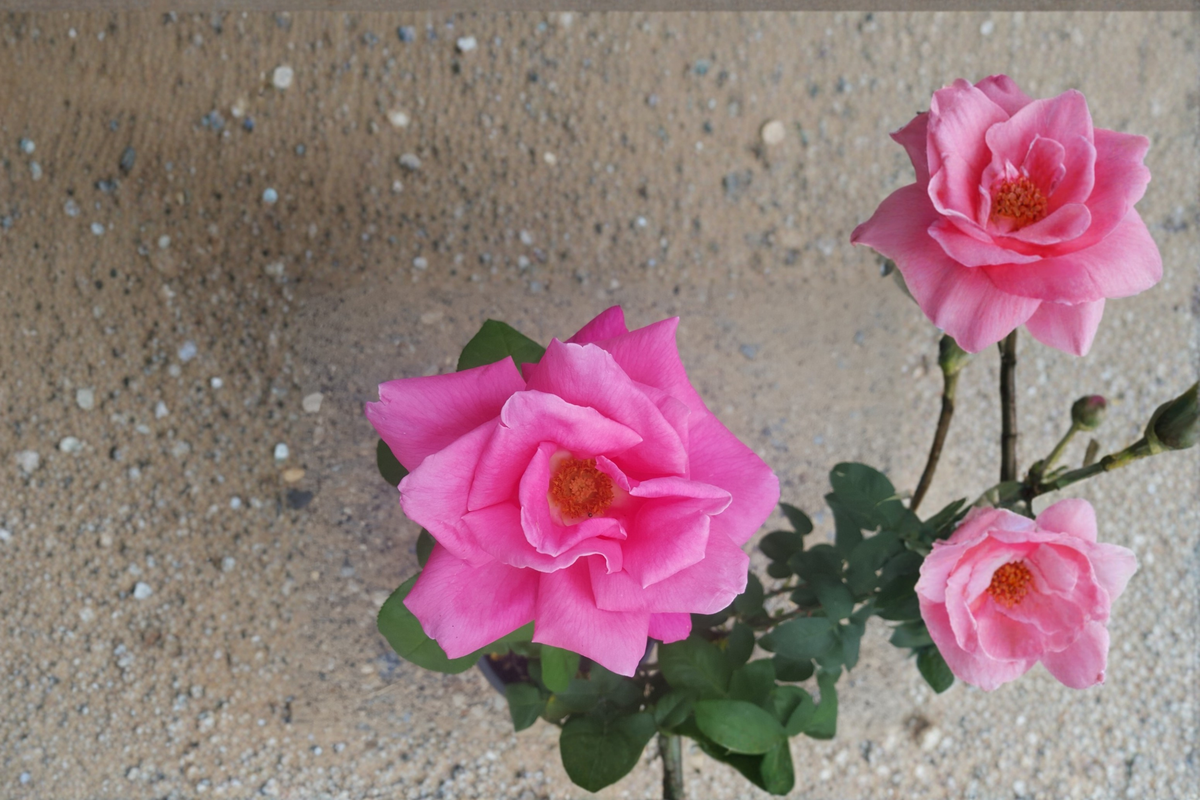 Perfume Delight Pink Hybrid Tea Rose Plant 2 Gal – Fragrant Rose Bush for Garden Landscape Outdoor Live Plant