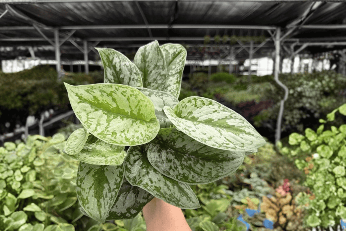 Scindapsus Silver Satin 2 Exact Live Plants – Scindapsus pictus 4” Size Bare Root