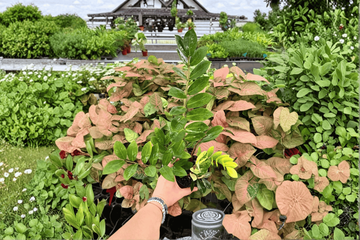 2 Exact Variegated ZZ Plants in 6-Inch Pots – Zamioculcas zamiifolia 'Variegata'