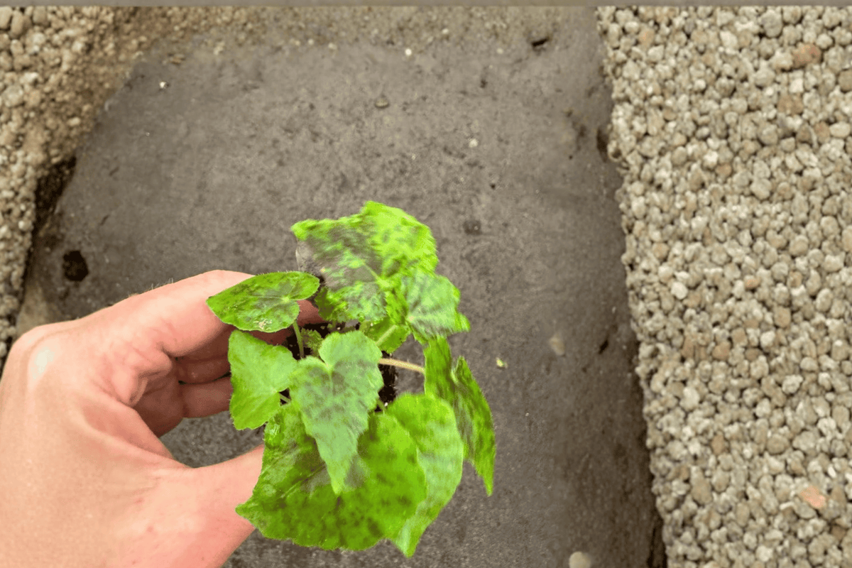 Shy Dancer Begonia – 2 Live Starter Plants, 2-Inch Size – Begonia ‘Shy Dancer’
