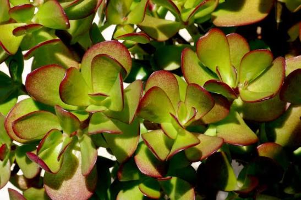 Crassula Ovata Jade Plant 2–3 Inch Unrooted Cutting – Crassula ovata Rare Live Succulent