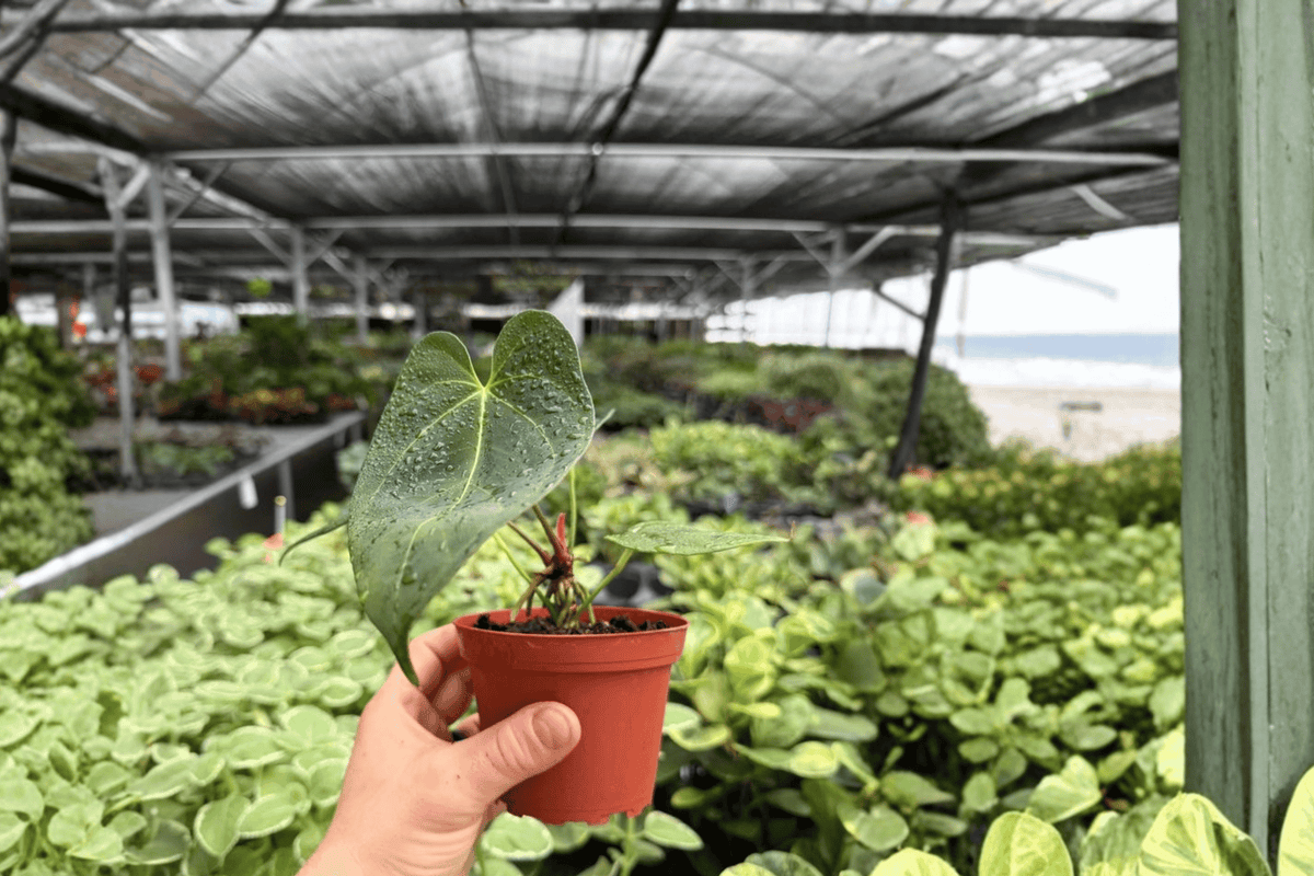 Anthurium Papi x Norte 2 Exact Live Plants – 4-Inch Pots