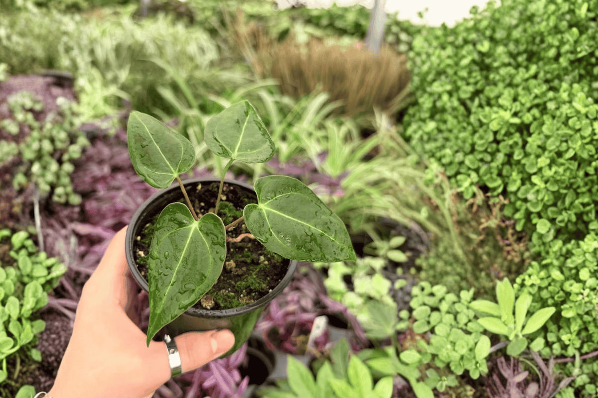 Anthurium Blue Papi x Red Stem 2 Exact Live Plants – 4-Inch Pots